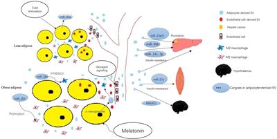 miRNAs in Adipocyte-Derived Extracellular Vesicles: Multiple Roles in Development of Obesity-Associated Disease